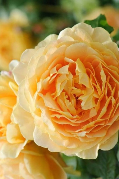 English Rose Golden Celebration yellow